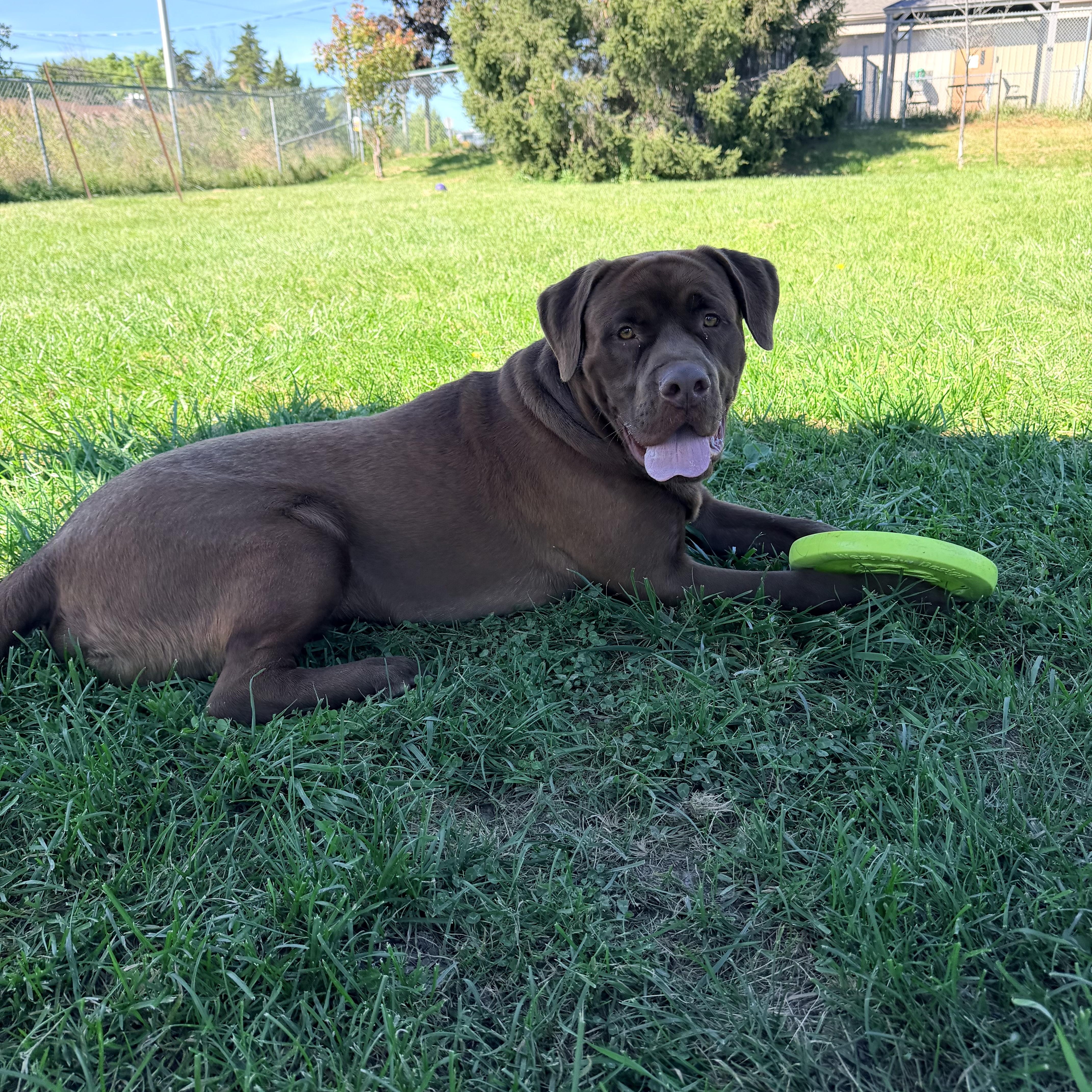 Enlarge Hank, a Adoptable mixed breed in Caledon, ON image 3/4