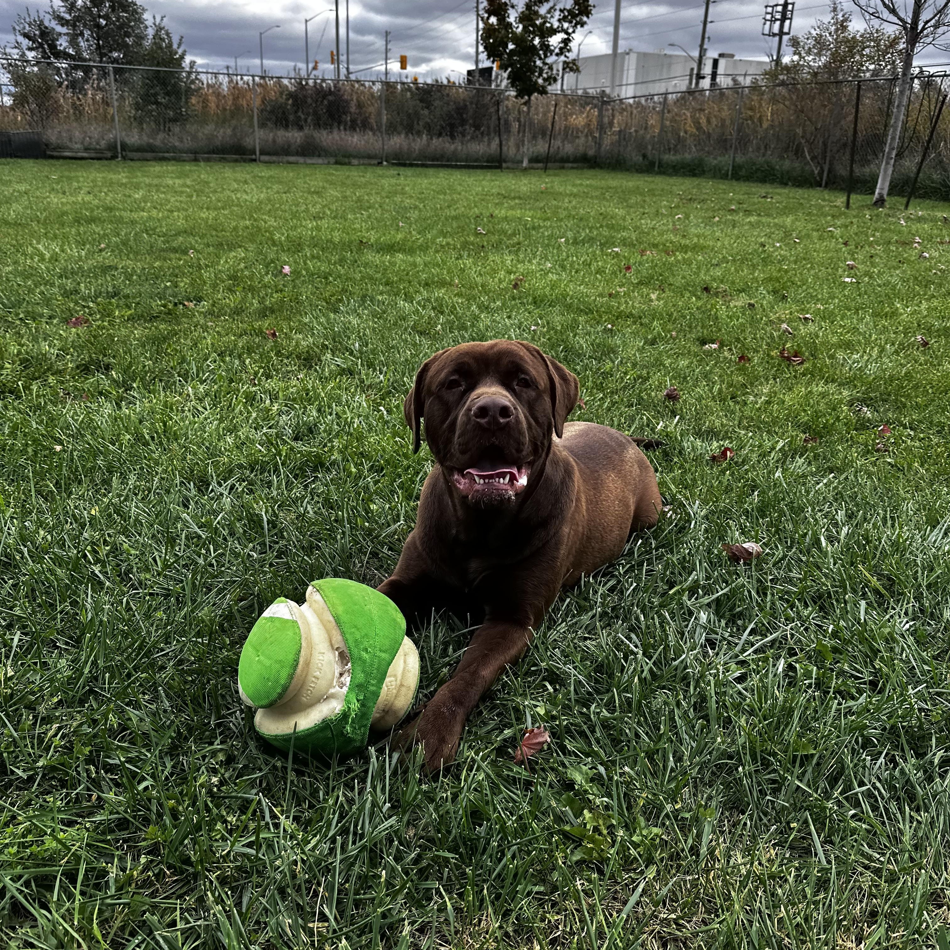 Hank, Adoptable, Adult Male Chocolate Labrador Retriever.
