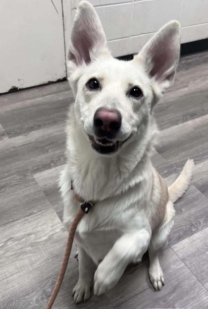 NOVA — thumbnail 2