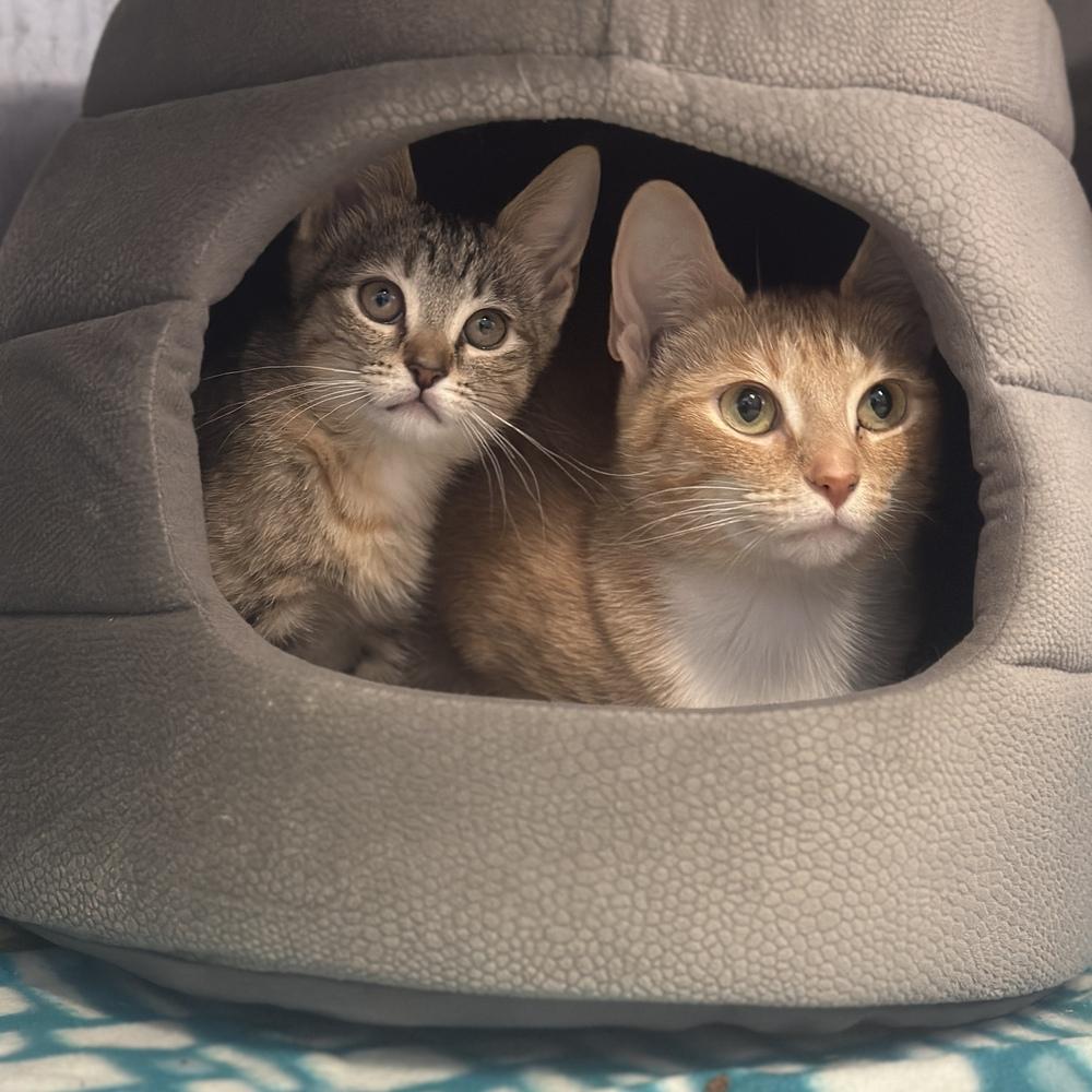 Daffodil, Adoptable, Kitten Female Domestic Short Hair.