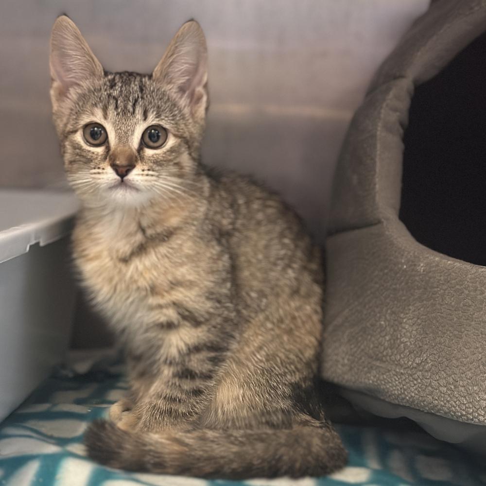 Daffodil, a Adoptable mixed breed in Columbus, OH image 3/3