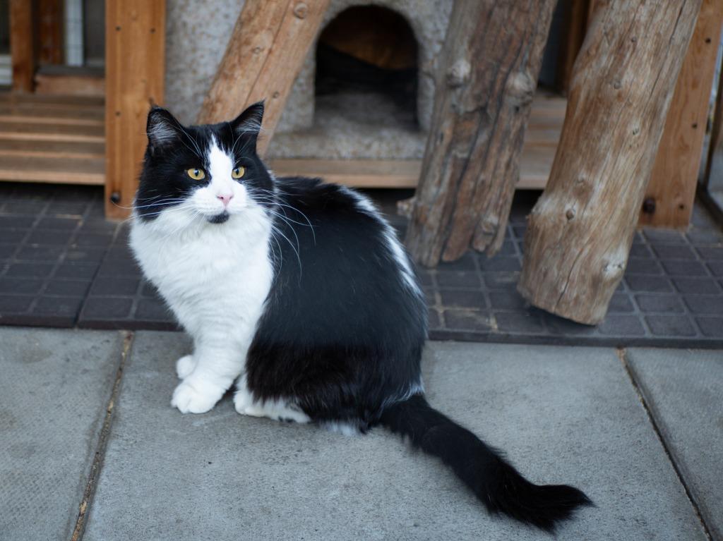 Enlarge Pepe le Pew, a Adoptable mixed breed in Calgary, AB image 1/5