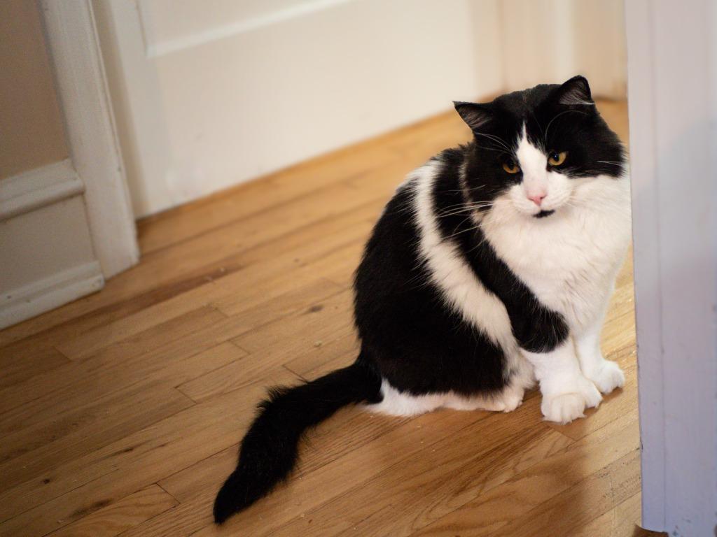 Enlarge Pepe le Pew, a Adoptable mixed breed in Calgary, AB image 3/5