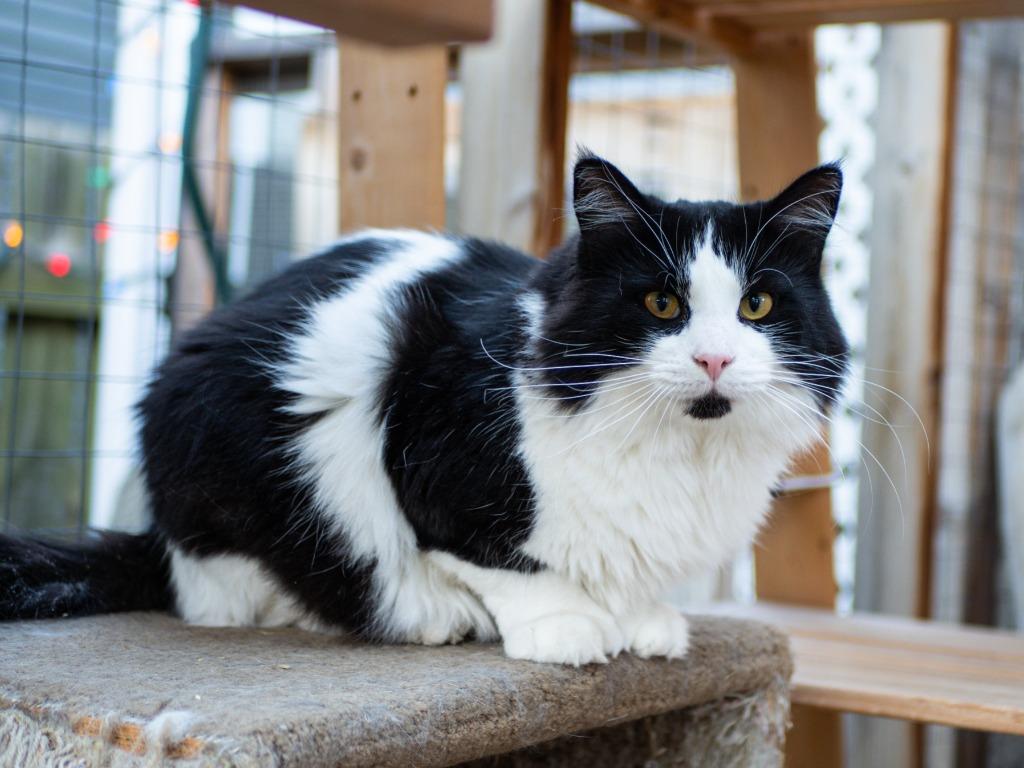 Pepe le Pew, a Adoptable mixed breed in Calgary, AB image 3/5