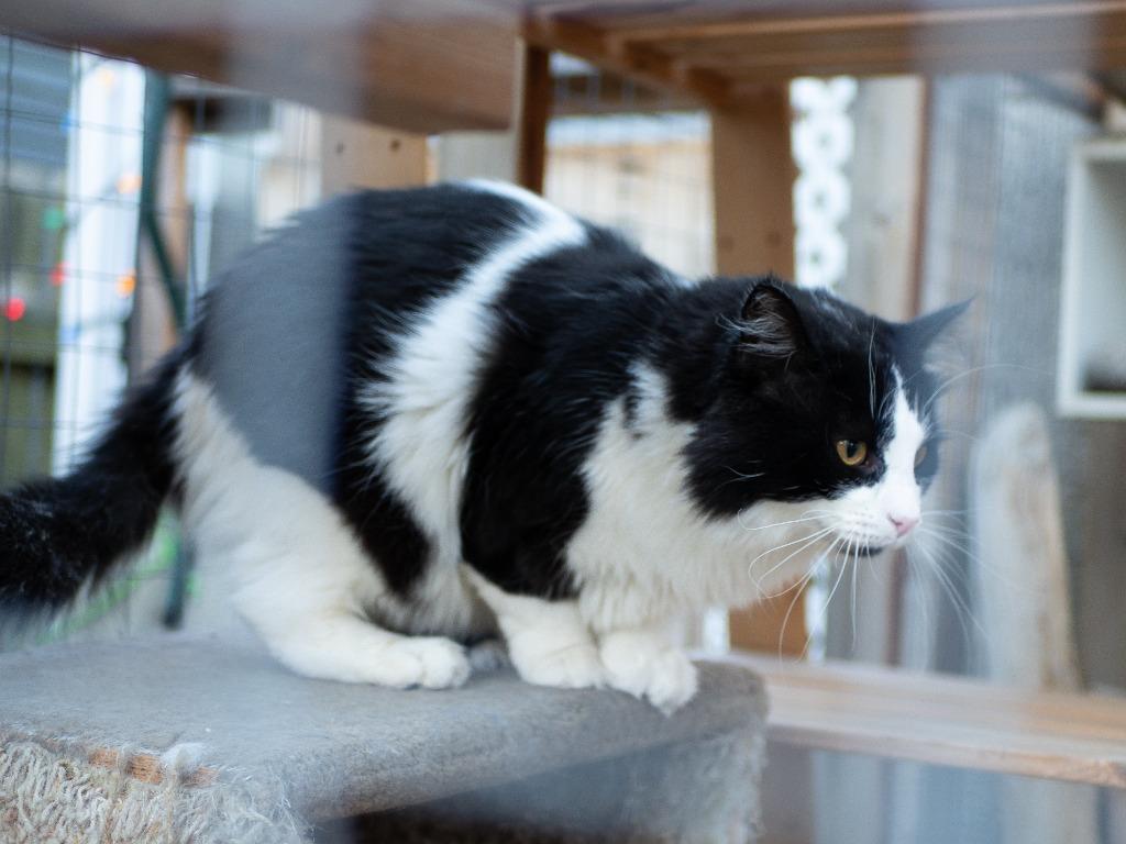 Pepe le Pew, a Adoptable mixed breed in Calgary, AB image 5/5