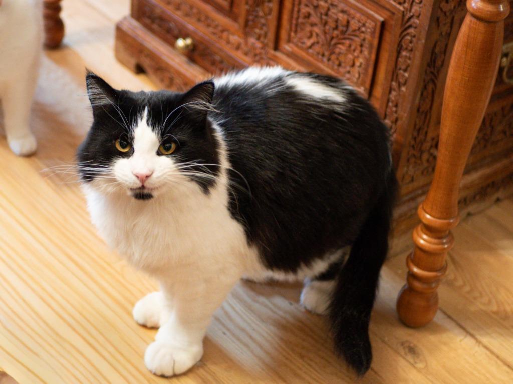 Enlarge Pepe le Pew, a Adoptable mixed breed in Calgary, AB image 4/5