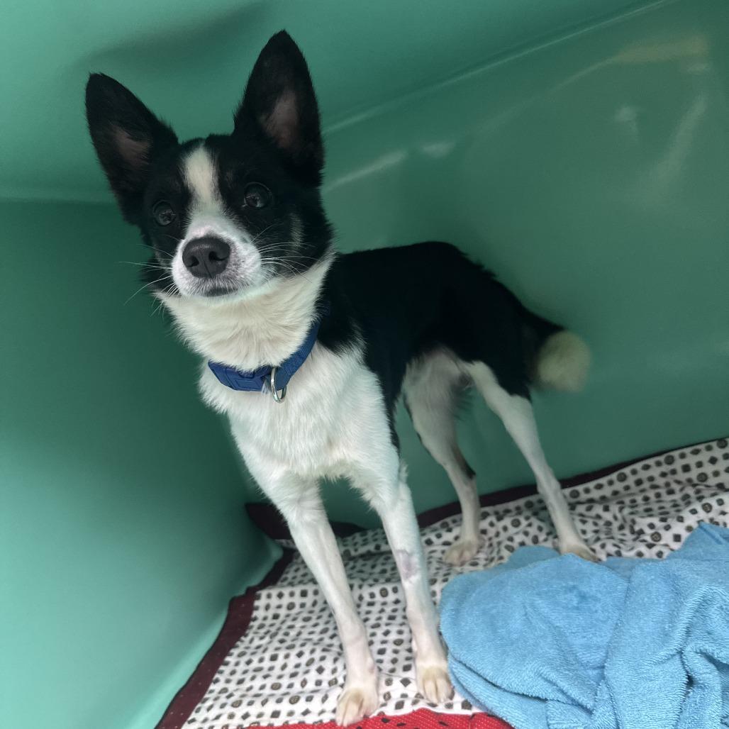 D26-043 Joker, Adoptable, Adult Male Mixed Breed & Mixed Breed.