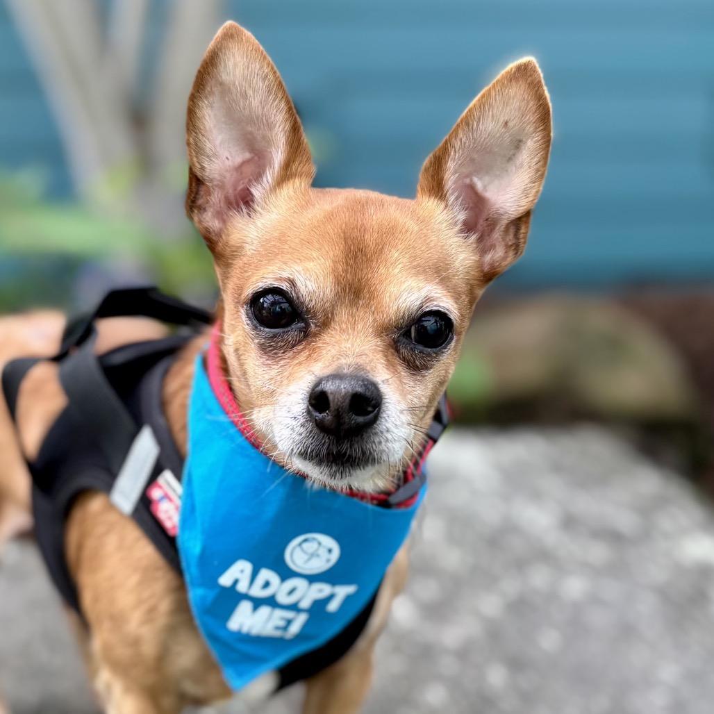 Patches — thumbnail 2