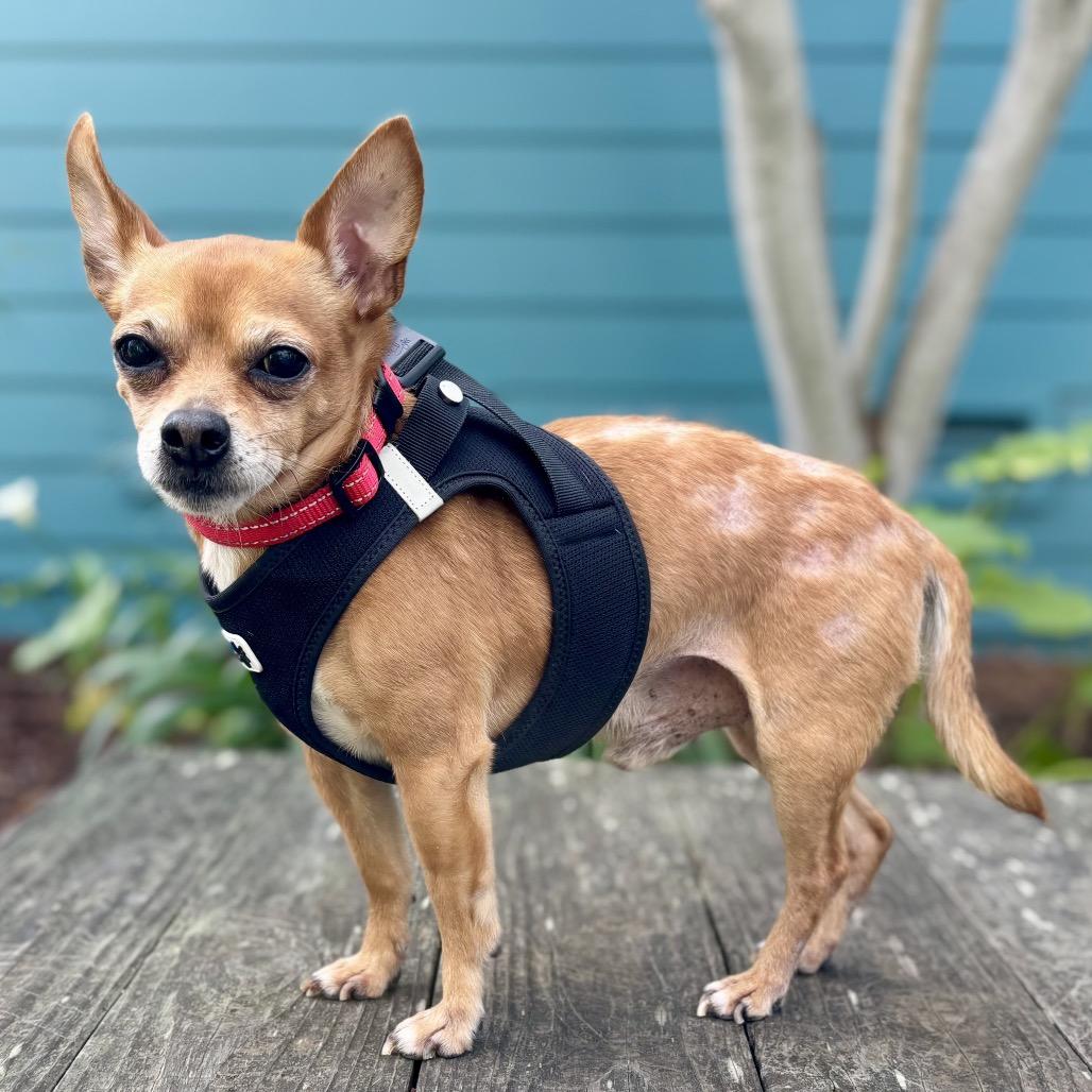 Patches — thumbnail 3