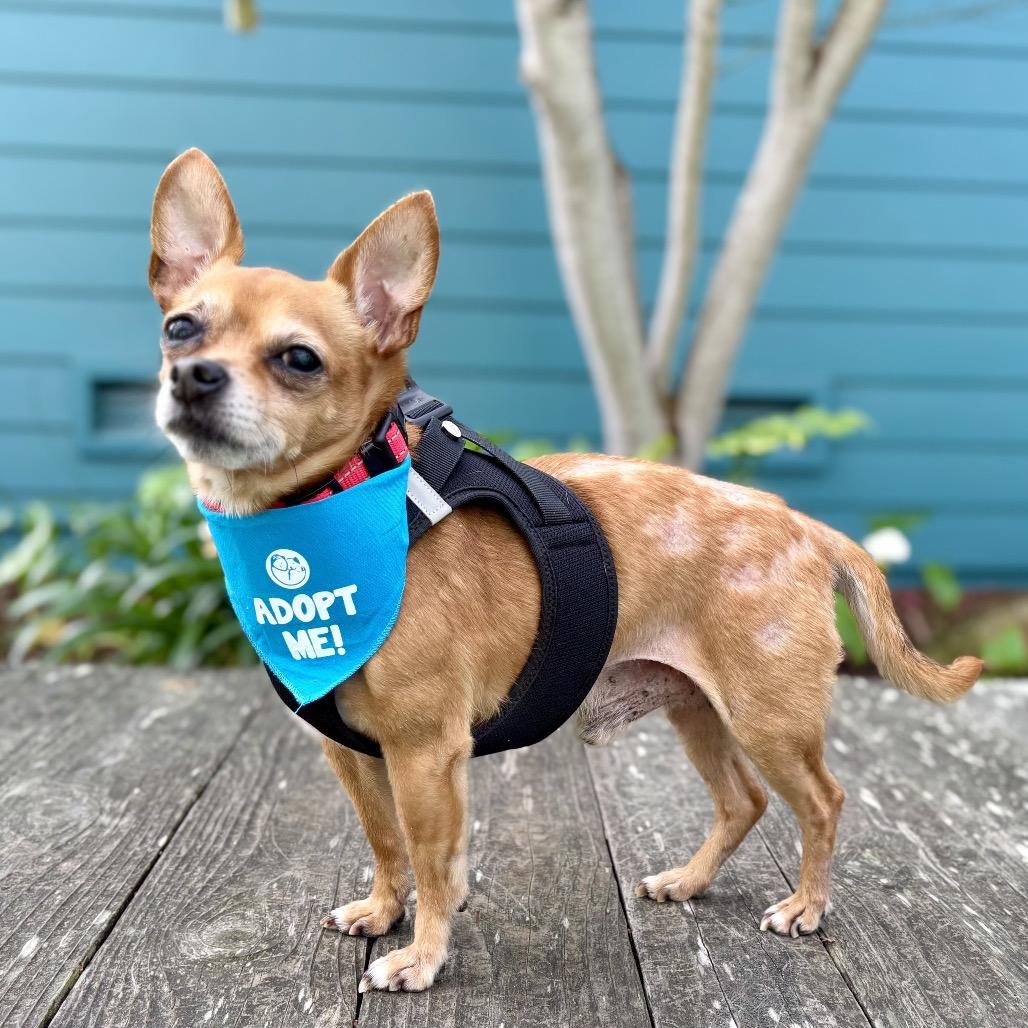 Patches — thumbnail 4