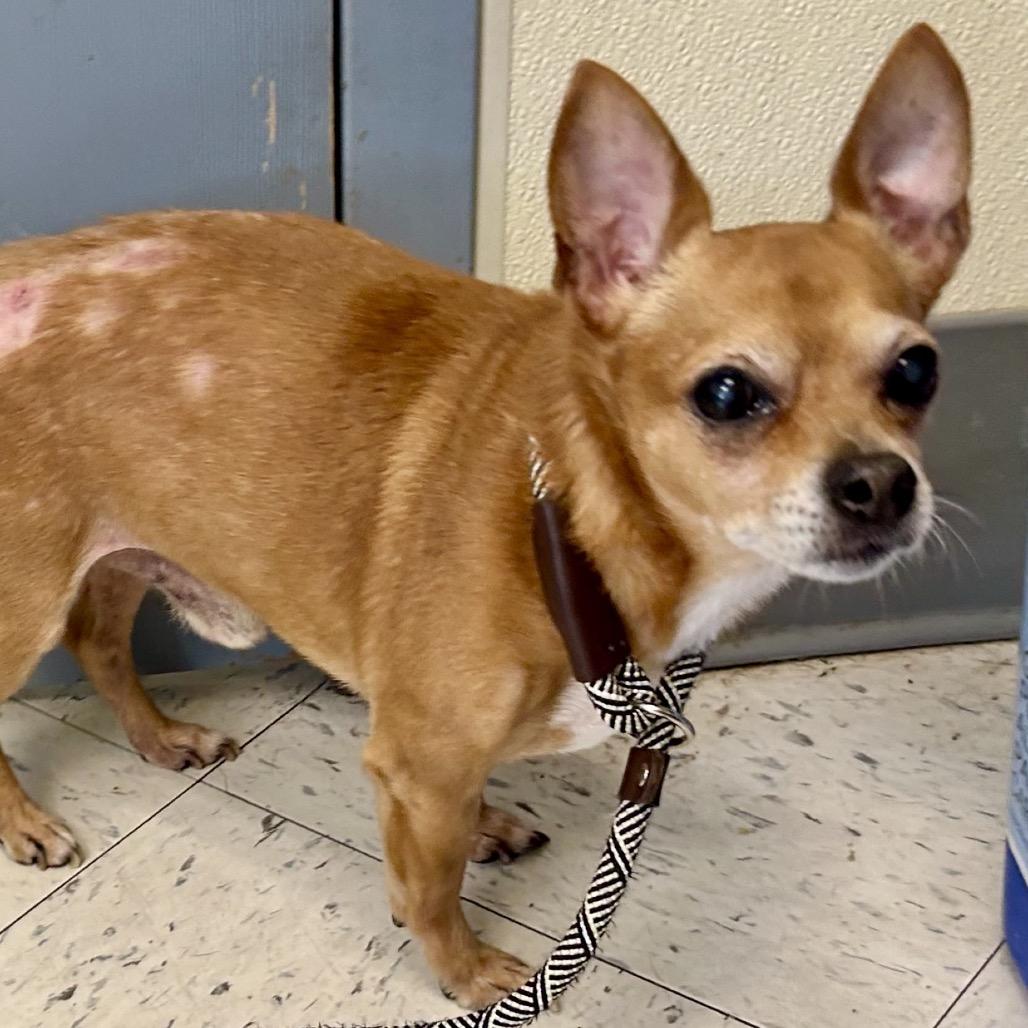 Patches — thumbnail 5