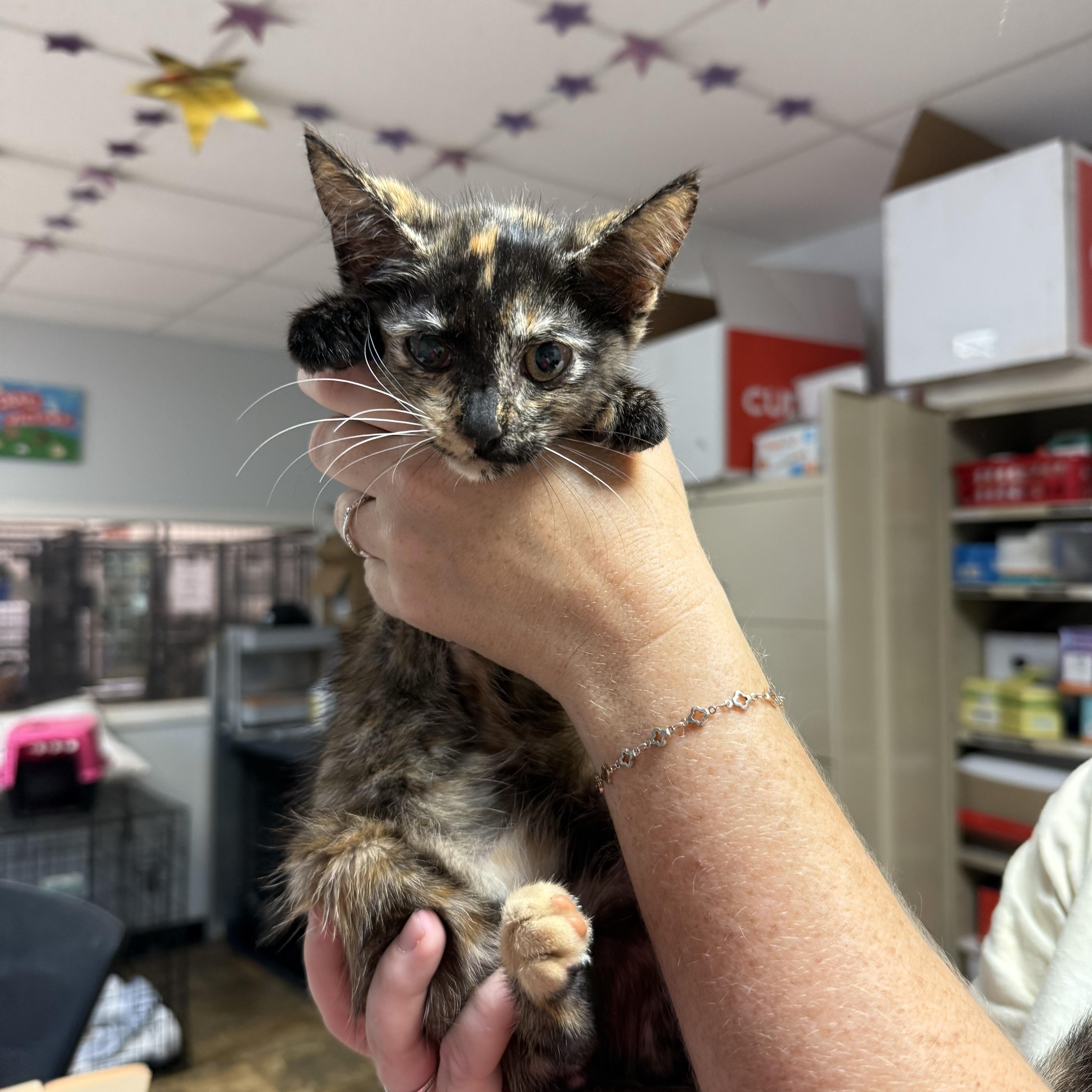 Pimento, an adoptable Tortoiseshell in Columbia, SC_image-1