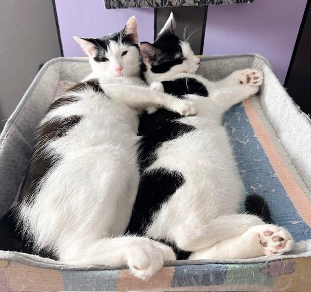 Blossom & Buttercup thumbnail 3