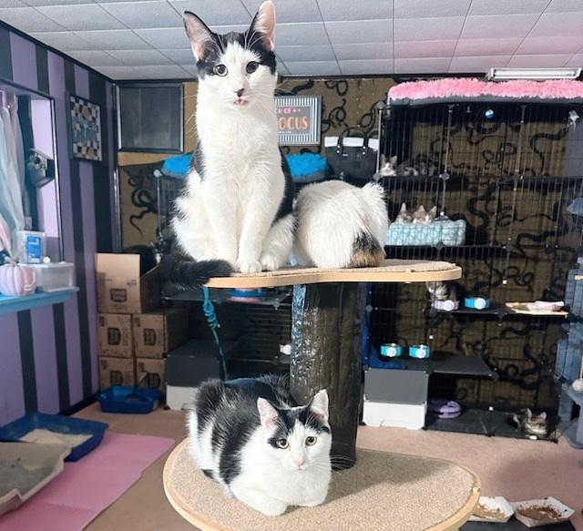 Blossom & Buttercup thumbnail 4