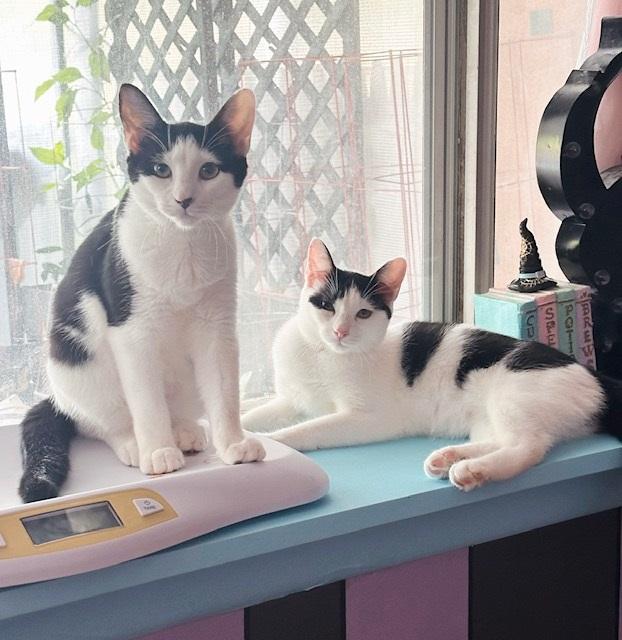 Blossom & Buttercup, Adoptable, Young Female Tuxedo.