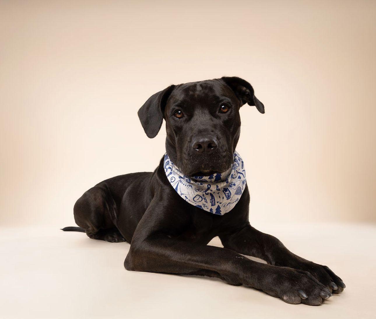 Ash Cane Corso Dog