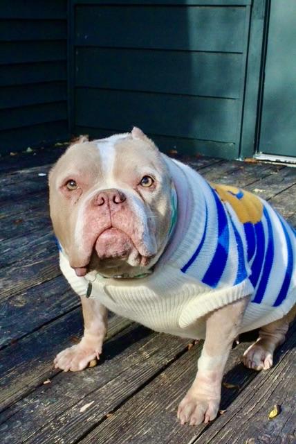 Enlarge Sweet Sailor, a Adoptable American Staffordshire Terrier in West Hurley, NY image 5/5