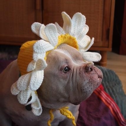 Enlarge Sweet Sailor, a Adoptable American Staffordshire Terrier in West Hurley, NY image 1/6