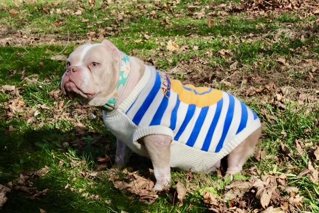 Enlarge Sweet Sailor, a Adoptable American Staffordshire Terrier in West Hurley, NY image 3/5