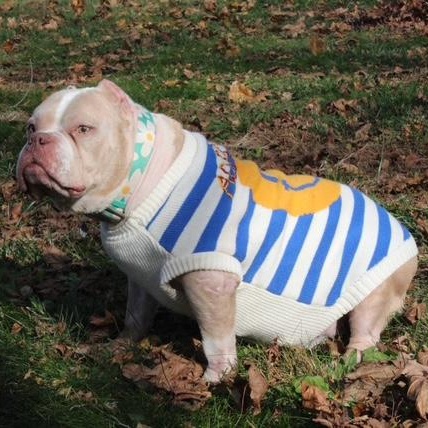 Enlarge Sweet Sailor, a Adoptable American Staffordshire Terrier in West Hurley, NY image 5/6