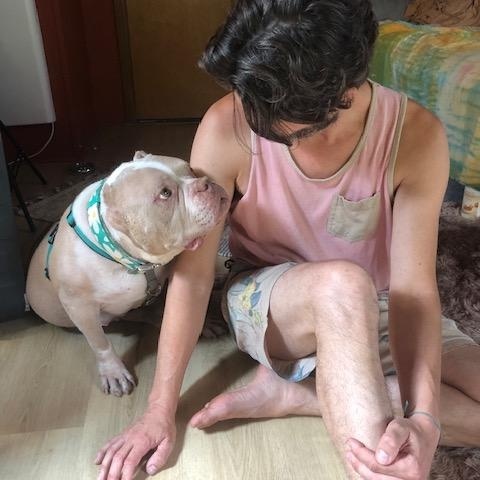 Enlarge Sweet Sailor, a Adoptable American Staffordshire Terrier in West Hurley, NY image 3/6