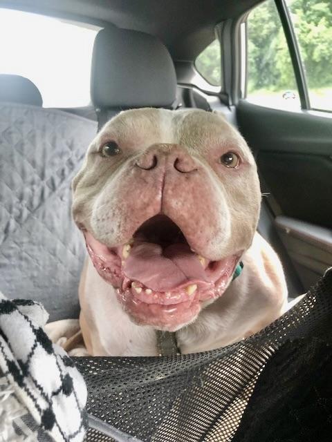 Sweet Sailor, Adoptable, Adult Female American Staffordshire Terrier.