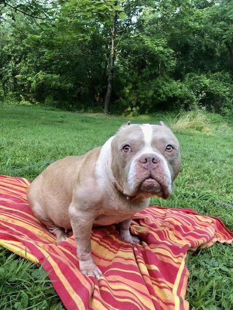 Enlarge Sweet Sailor, a Adoptable American Staffordshire Terrier in West Hurley, NY image 4/5