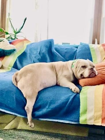 Enlarge Sweet Sailor, a Adoptable American Staffordshire Terrier in West Hurley, NY image 2/5