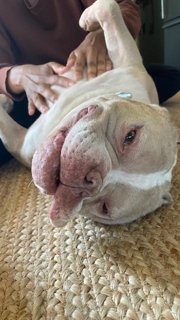 Enlarge Sweet Sailor, a Adoptable American Staffordshire Terrier in West Hurley, NY image 6/6