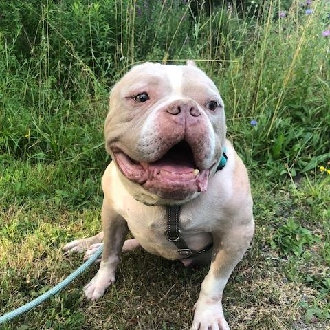 Enlarge Sweet Sailor, a Adoptable American Staffordshire Terrier in West Hurley, NY image 4/6