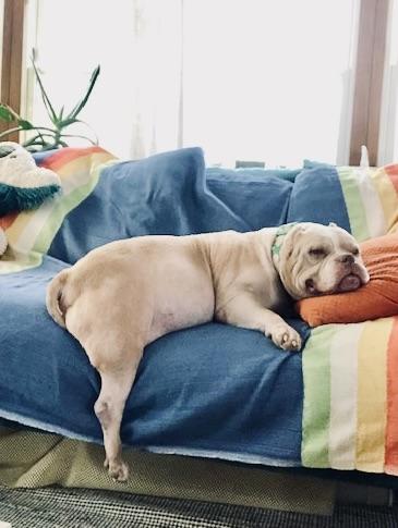 Enlarge Sweet Sailor, a Adoptable American Staffordshire Terrier in West Hurley, NY image 2/6