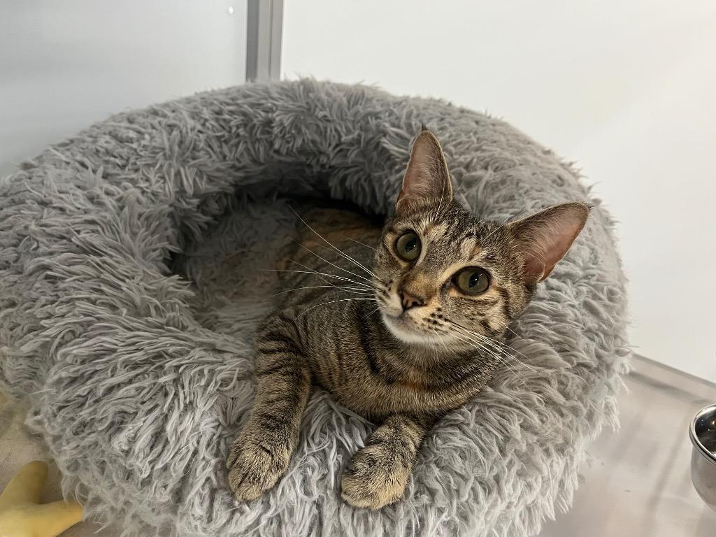 Anita, Adoptable, Kitten Female Domestic Short Hair.