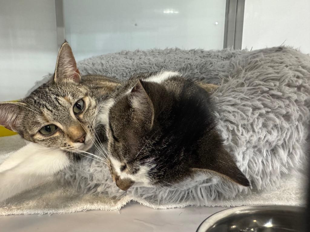 Enlarge Anita, a Adoptable mixed breed in Raleigh, NC image 2/3