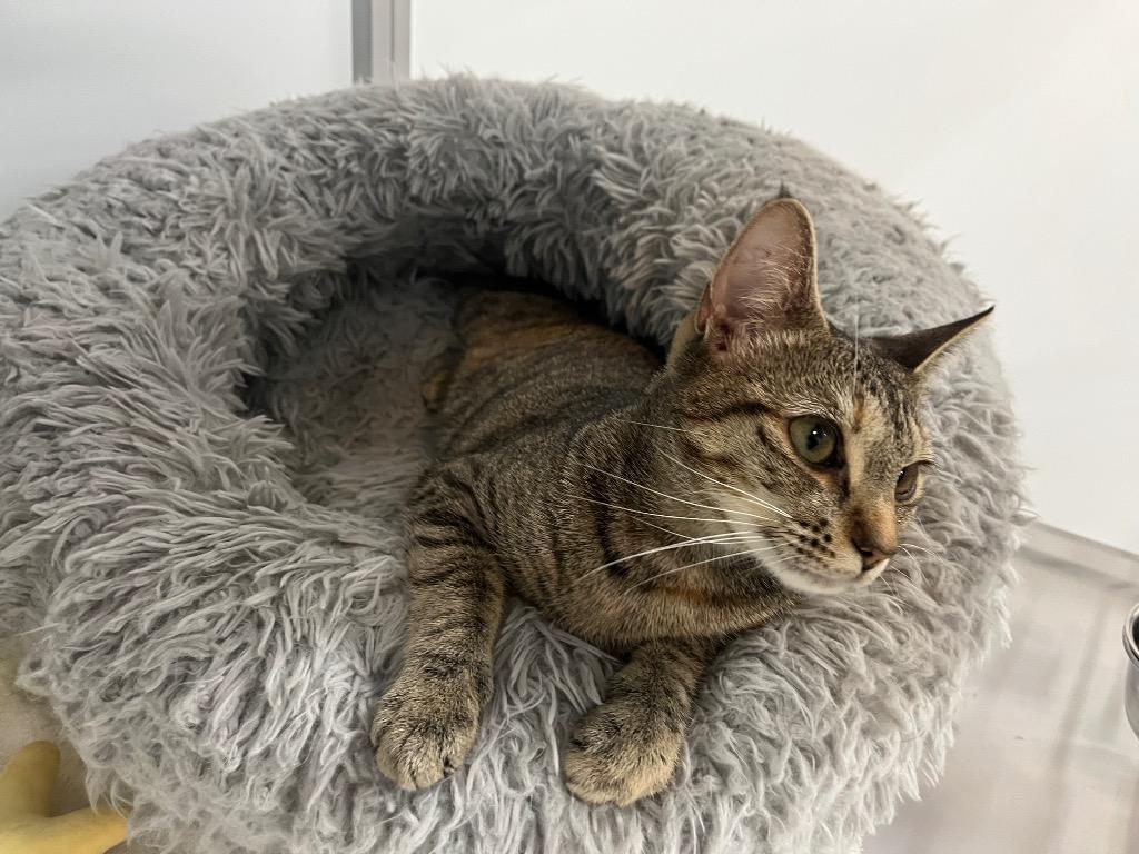 Enlarge Anita, a Adoptable mixed breed in Raleigh, NC image 3/3