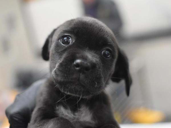 Pixie — thumbnail 2