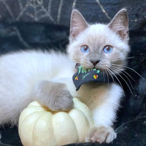 Betty Blue  Blue thumbnail 2