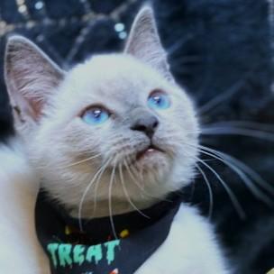 Betty Blue  Blue thumbnail 4