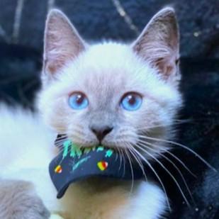 Betty Blue  Blue photo 1