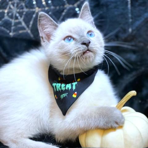 Betty Blue  Blue thumbnail 3