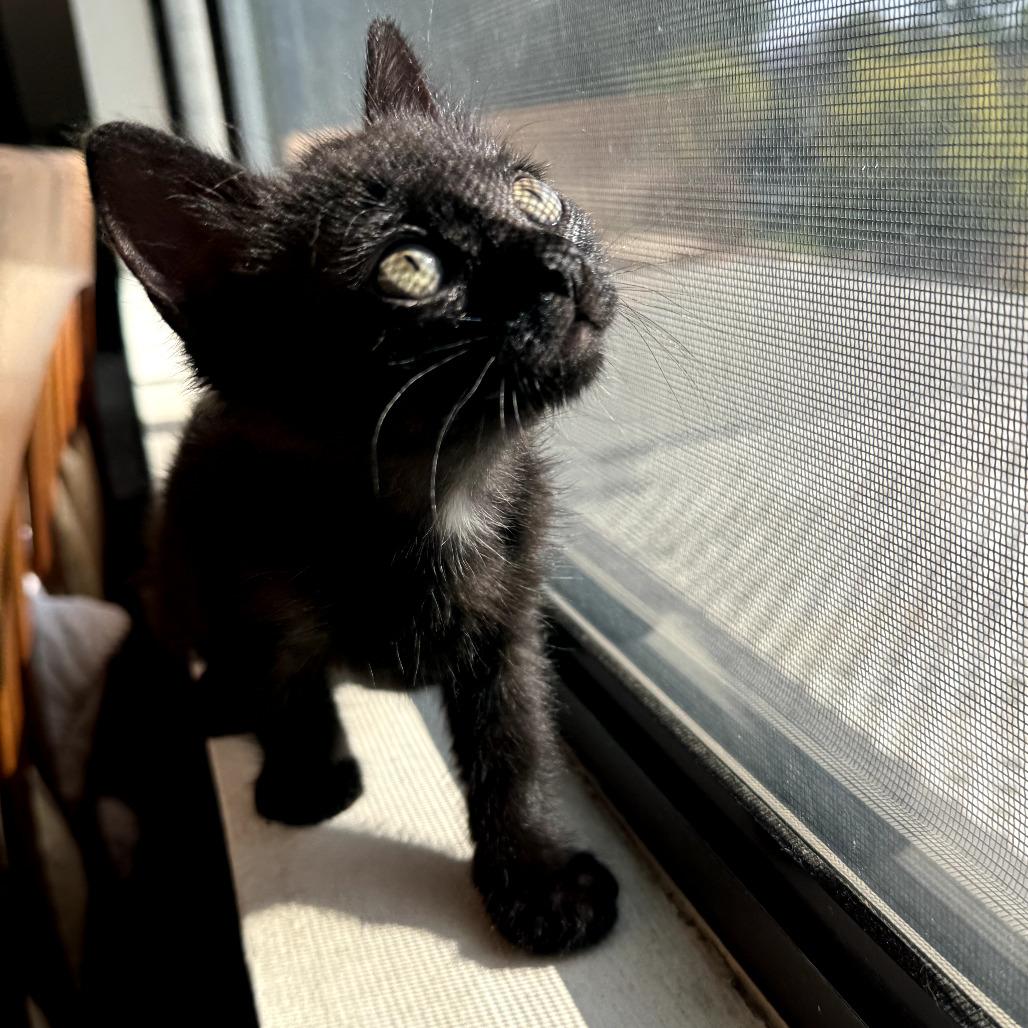 Peacock, a Adoptable Domestic Short Hair in Los Angeles, CA image 1/6