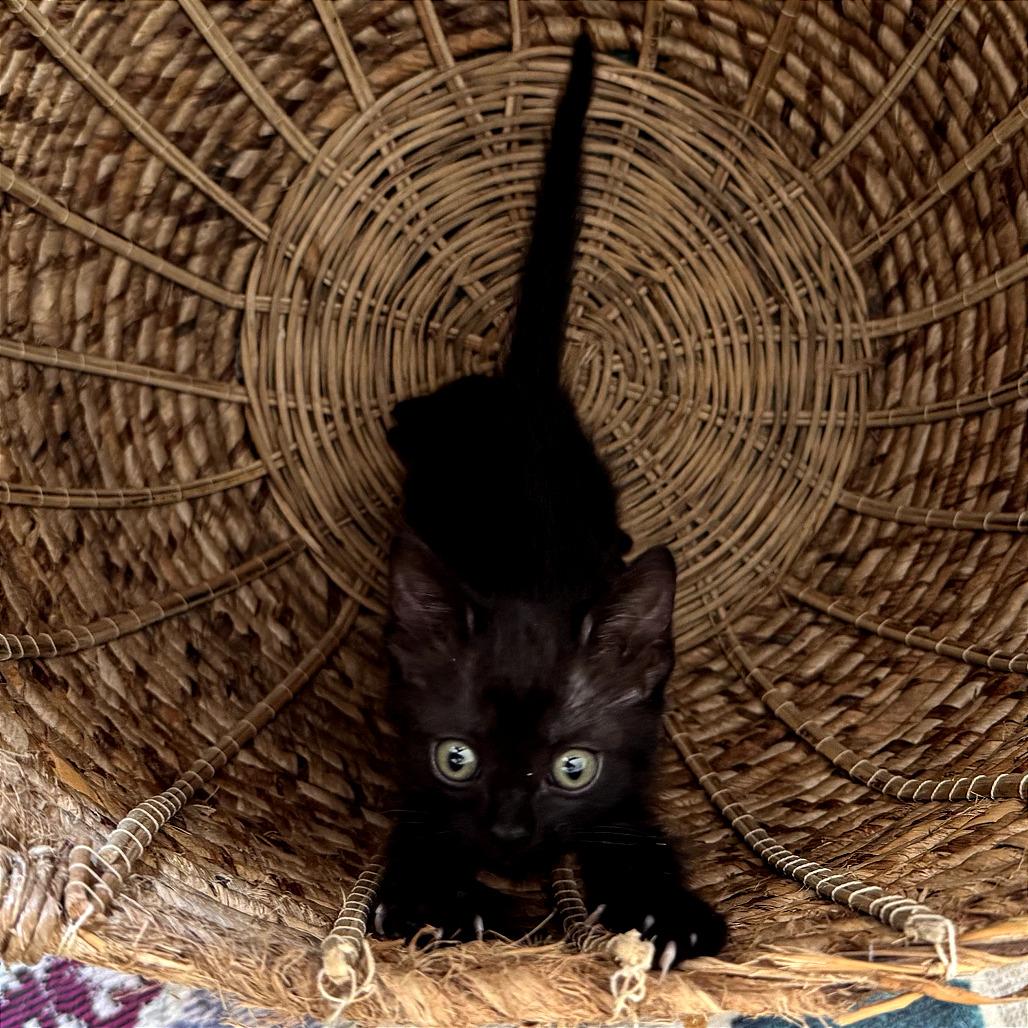 Peacock, a Adoptable Domestic Short Hair in Los Angeles, CA image 2/6