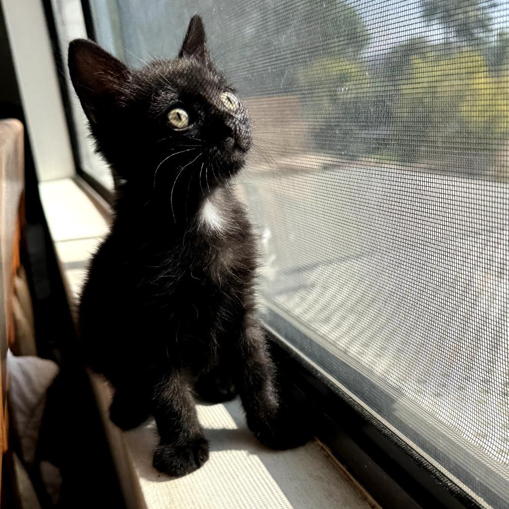 Peacock, a Adoptable Domestic Short Hair in Los Angeles, CA image 3/6