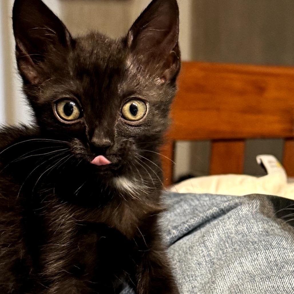 Peacock, a Adoptable Domestic Short Hair in Los Angeles, CA image 4/6