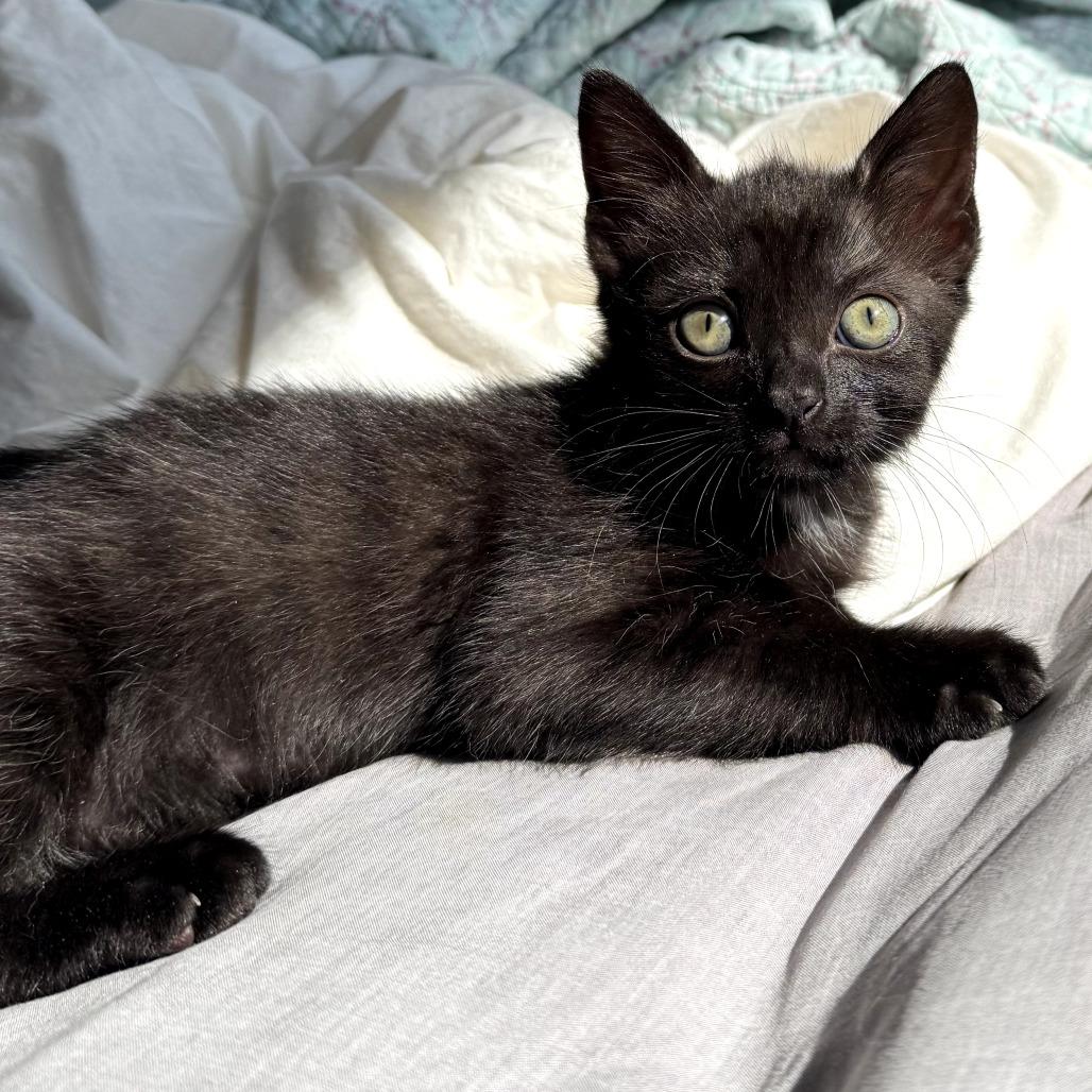 Peacock, a Adoptable Domestic Short Hair in Los Angeles, CA image 5/6