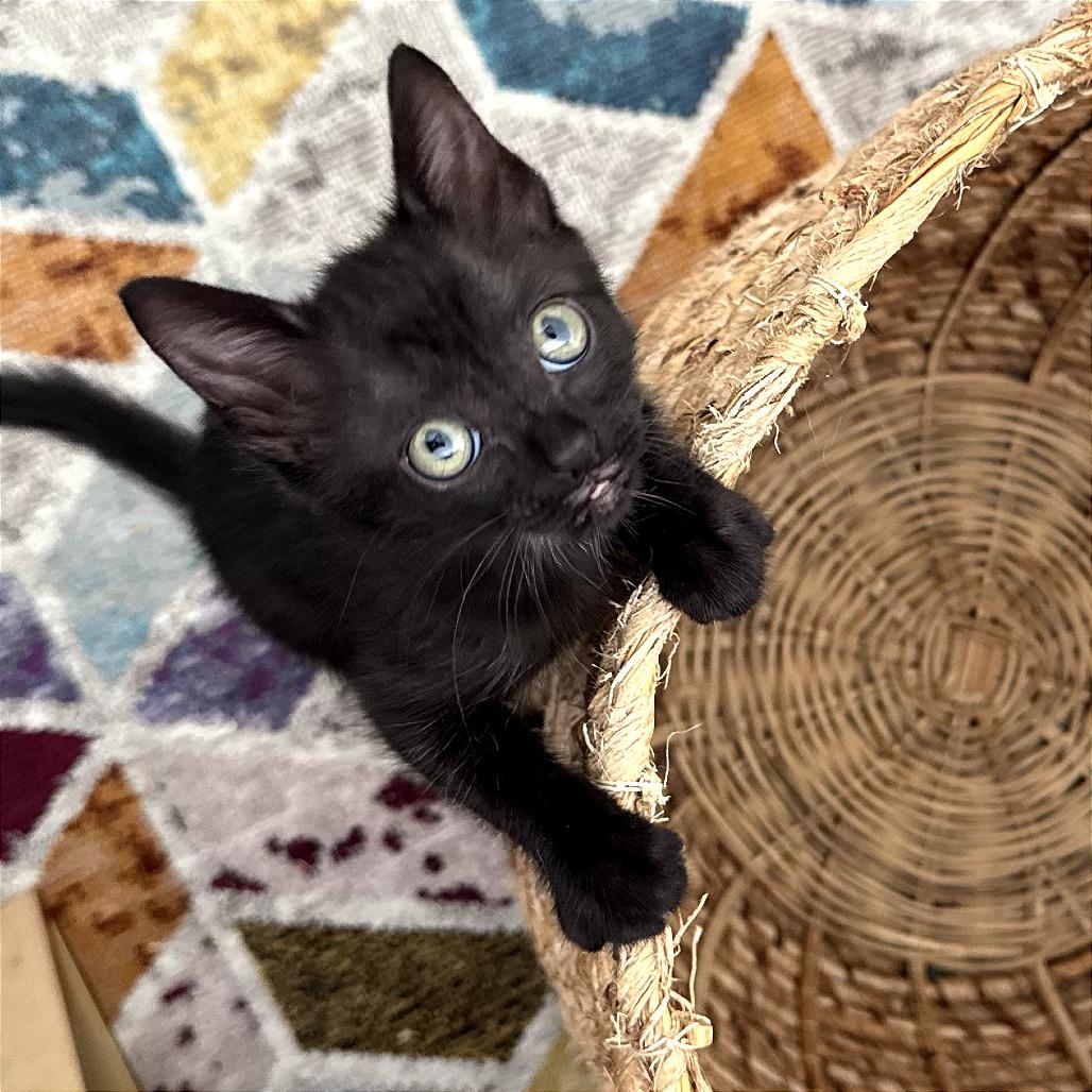 Peacock, a Adoptable Domestic Short Hair in Los Angeles, CA image 6/6