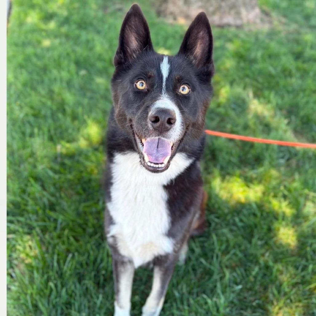 Caesar, a Adoptable mixed breed in Vallejo, CA image 2/5