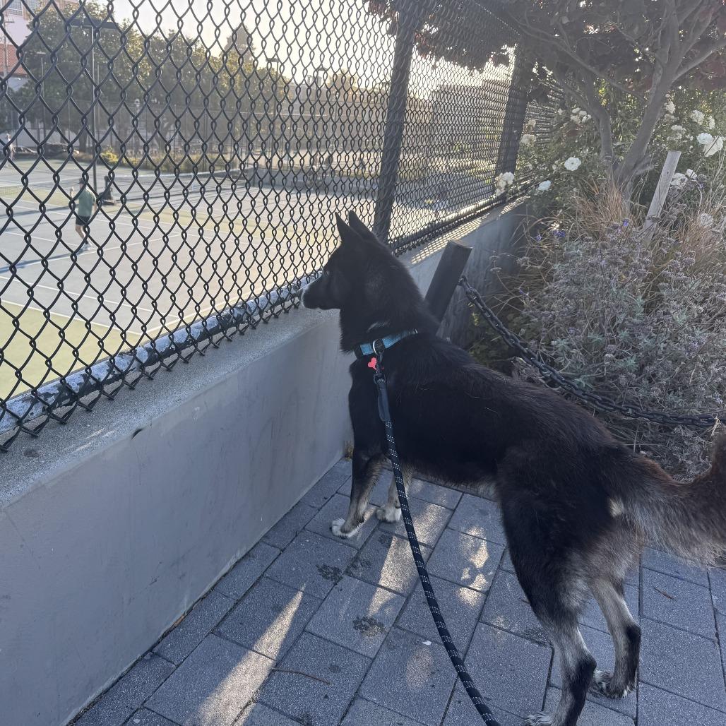 Caesar, a Adoptable mixed breed in Vallejo, CA image 3/5