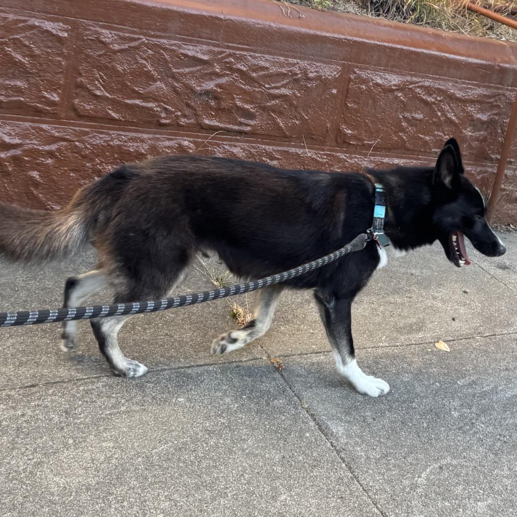 Caesar, a Adoptable mixed breed in Vallejo, CA image 4/5