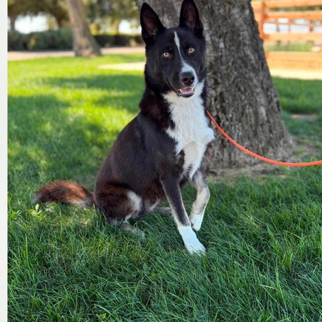Caesar, a Adoptable mixed breed in Vallejo, CA image 5/5