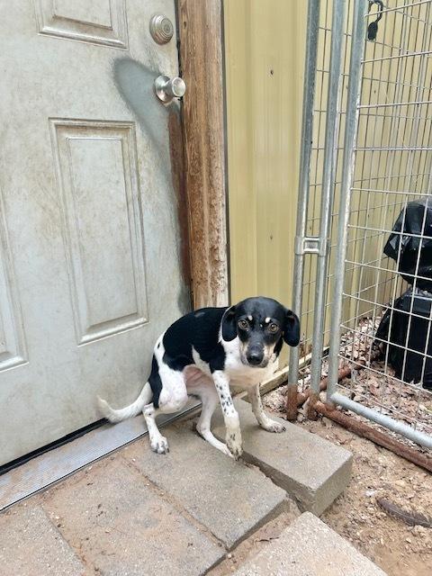 Jacqueline, Adoptable, Young Female Rat Terrier.